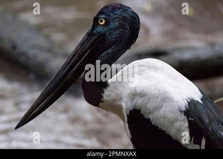 Nahaufnahme eines in Australien endemischen Schwarzhalsstorchs (Ephippiorhynchus asiaticus); Queensland, Australien Stockfoto