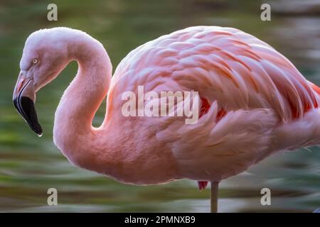 Nahaufnahme eines rosa Flamingos (Phoenicopteridae), der auf einem Bein steht; Maui, Hawaii, Vereinigte Staaten von Amerika Stockfoto