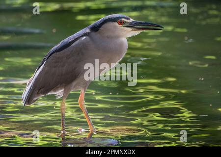 Porträt eines Schwarzkronenreihers (Nycticorax nycticorax); Maui, Hawaii, Vereinigte Staaten von Amerika Stockfoto