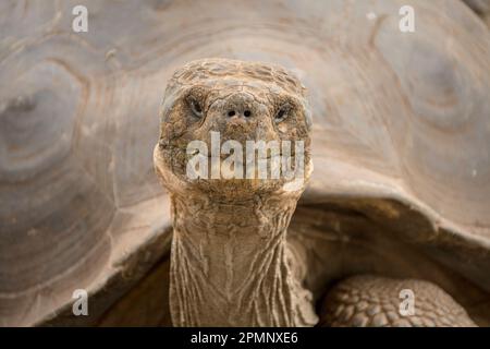 Nahaufnahme eines Porträts einer Riesenschildkröte (Chelonoidis nigra) in der Charles Darwin Forschungsstation der Insel Santa Cruz; Galapagos-Inseln, Ecuador Stockfoto