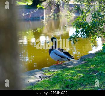 Ente aus dem Wasser Stockfoto