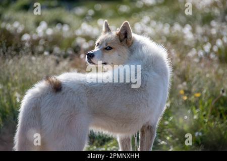 Porträt eines grönländischen Hundes (Canis Lupus familiaris), einer großen Hunderasse, die in einem Wildblumenfeld steht; Ilulissat, Grönland Stockfoto