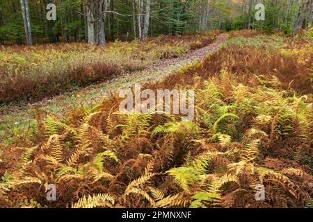 Wanderwege und herbstfarbenes Laub im Blackwater Falls State Park, West Virginia, USA; Davis, West Virginia, Vereinigte Staaten von Amerika Stockfoto