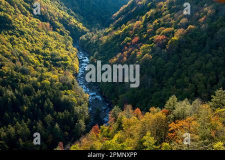 Herbstlaub im Blackwater Falls State Park, West Virginia, USA; Davis, West Virginia, Vereinigte Staaten von Amerika Stockfoto