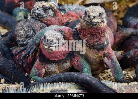 Rote und grüne Meeresleguane (Amblyrhynchus cristatus) in Punta Suarez auf Espanola Island; Espanola Island, Galapagos Islands, Ecuador Stockfoto