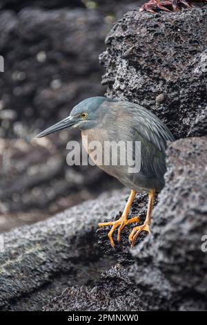 Galapagos-Reiher oder Lava-Reiher (Butorides sundevalli) auf der Insel San Cristobal; Galapagos-Inseln, Ecuador Stockfoto