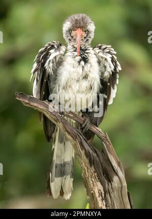 Porträt eines Nashornvogels (Tockus erythrothynchus) auf einem Ast; Okavango Delta, Botswana Stockfoto