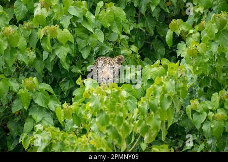 Junger Leopard (Panthera pardus), der sich in einem Baum versteckt; Okavango Delta, Botswana Stockfoto