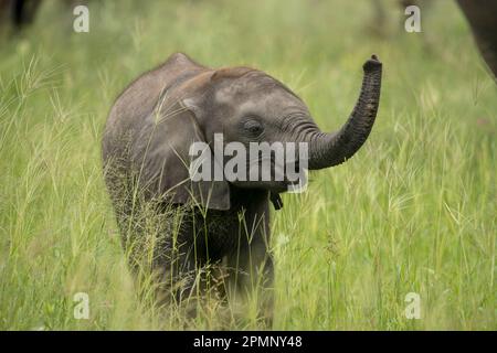 Porträt eines Elefantenkalbes (Loxodonta africana) mit hochgezogenem Stamm; Okavango Delta, Botswana Stockfoto