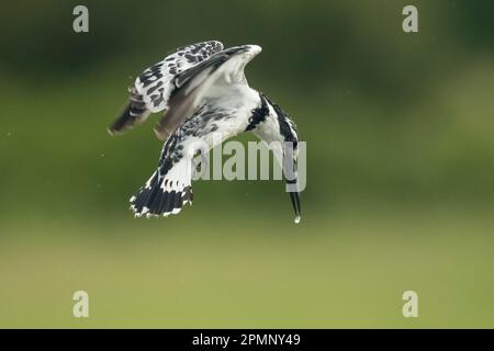 Rattenvogel (Ceryle rudis) schwebt mit einem Tropfen Wasser auf dem Schnabel; Okavango Delta, Botswana Stockfoto