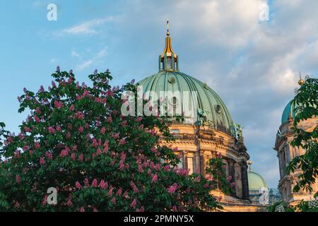 Berliner Dom zur goldenen Stunde mit rotem Rosskastanienbaum in Blüte im Vordergrund. Stockfoto