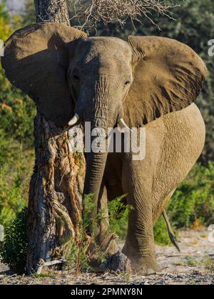 Afrikanischer Buschelefant (Loxodonta africana) reibt an einem Baumstamm; Puros, Nordwesten Namibias, Kunene, Namibia Stockfoto