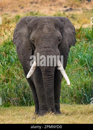 Afrikanischer Elefant (Loxodonta africana) liegt im Grasland; Ngorongoro-Krater in der Region Arusha, Tansania Stockfoto