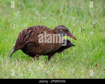 Ausgewachsene und Küken WEKA (Gallirallus australis), eine endemische flugunfähige Vogelart; Greymouth, Südinsel, Neuseeland Stockfoto