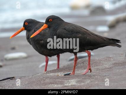 Zwei endemische Variable Austernfänger (Haematopus unicolor) spazieren an einem Strand; Greymouth, Südinsel, Neuseeland Stockfoto