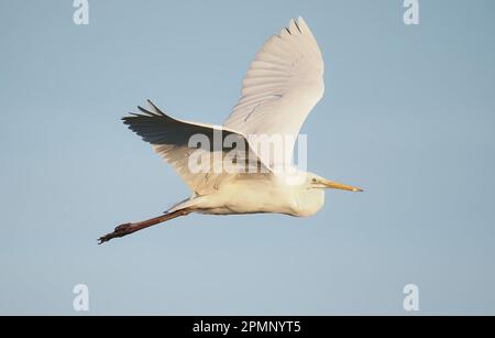 Der große Weiße Reiher ist eine weitere Vogelart, die das Vereinigte Königreich mit recht hoher Geschwindigkeit besiedelt. Stockfoto