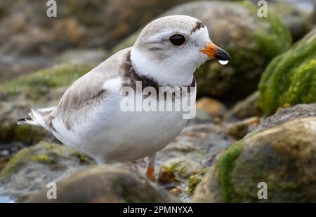 Close-up-Porträt eines Piping Plover (Charadrius Melodus); Groton, Connecticut, Vereinigte Staaten von Amerika Stockfoto