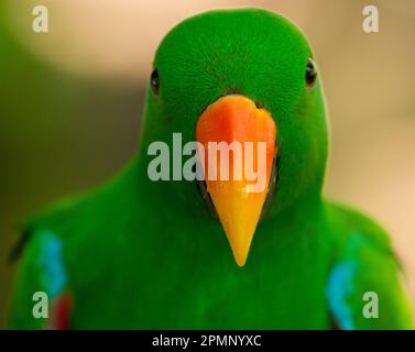 Close-up-Porträt eines männlichen Eclectus-Papageiens (Eclectus roratus); Australien Stockfoto