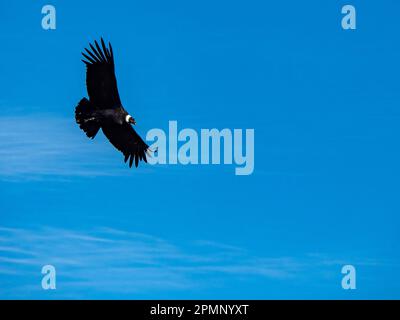 Erwachsene männliche Andenwohnung (Vultur gryphus) im Flug in einem blauen Himmel im Torres del Paine Nationalpark; Patagonien, Chile Stockfoto