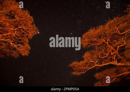 Das Lagerfeuer beleuchtete Akazienbäume vor einem Sternenhimmel im Serengeti-Nationalpark, Tansania Stockfoto