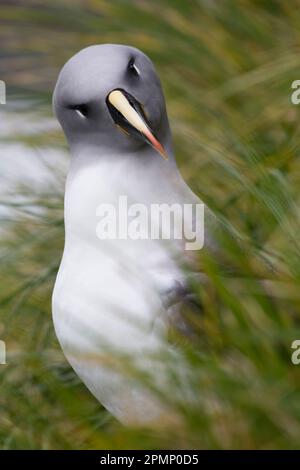 Nahporträt eines grauköpfigen Albatros (Thalassarche chrysostoma), der neugierig den Fotografen mit geneigtem Kopf, Elsehul Bay auf ..., ansieht Stockfoto
