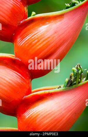 Nahaufnahme einer Gruppe von Helikonia-Blüten; Costa Rica Stockfoto