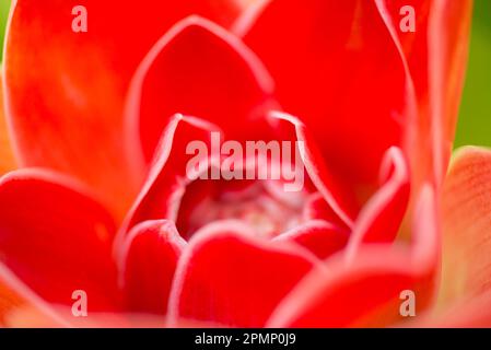 Nahaufnahme einer Fackel-Ingwerblüte (Etlingera elatior); Costa Rica Stockfoto