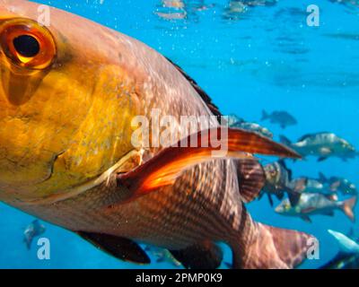 Korallenbarsch schwimmt entlang des Great Barrier Reef; Queensland, Australien Stockfoto