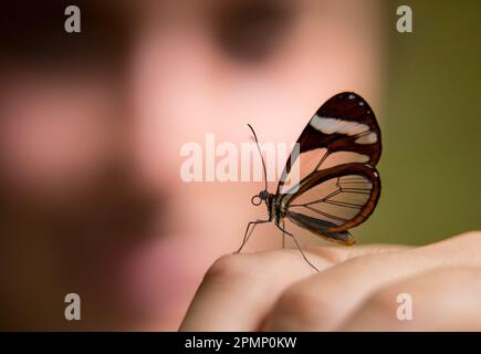 Nahaufnahme eines transparenten Glassywing-Schmetterlings (Nymphalidae ithomiinea) auf einem menschlichen Finger; Monteverde, Costa Rica Stockfoto