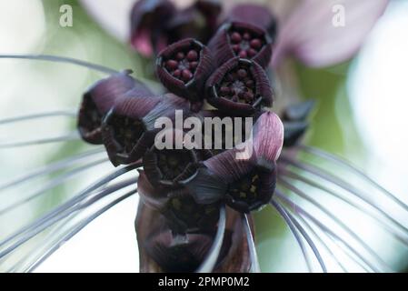 Nahaufnahme einer Schwarzen Fledermausblüte (Tacca chantrieri); Costa Rica Stockfoto