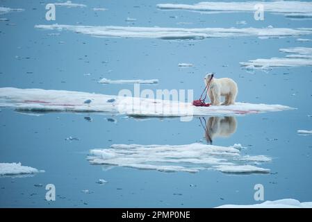 Der Eisbär (Ursus maritimus) verschlingt einen Robbenmord, während Möwen zusehen; Freemundsen Passage, Svalbard, Norwegen Stockfoto