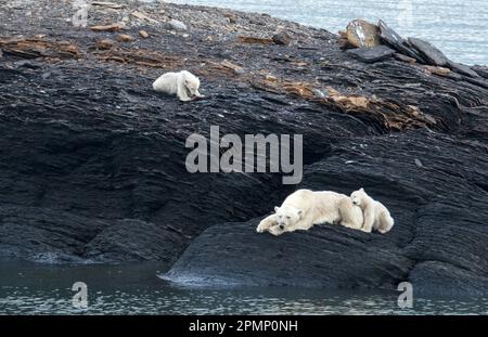 Eisbär mit Jungen (Ursus maritimus) entspannen auf Felsen neben dem Hornsund Fjord; Spitzbergen, Svalbard, Norwegen Stockfoto