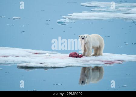 Eisbär (Ursus maritimus) mit einem Robbenmord hat Augenkontakt mit der Kamera; Freemundsen Passage, Svalbard, Norwegen Stockfoto