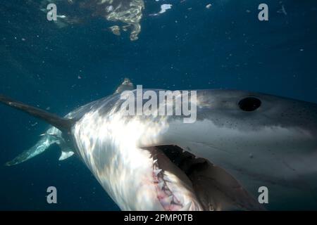 Nahaufnahme eines großen weißen Hais (Carcharodon carcharias) mit offenem Mund, der seine scharfen Zähne zeigt. Haie benutzen ihre Zähne, die bis zu 15... Stockfoto