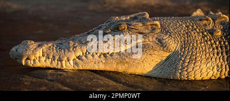 Das Salzwasserkrokodil (Crocodylus porosus) liegt auf Felsen am King George River; Kimberley, Western Australia, Australien Stockfoto