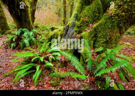 Polypodium glycyrrhiza, allgemein bekannt als Lakritzfarn, vielfüßiger Farn und süße Wurzel, wächst auf dem Waldboden im Olympic National Park, Wa... Stockfoto