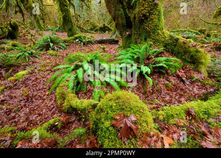 Polypodium glycyrrhiza, allgemein bekannt als Lakritzfarn, vielfüßiger Farn und süße Wurzel, wächst auf dem Waldboden im Olympic National Park, Wa... Stockfoto