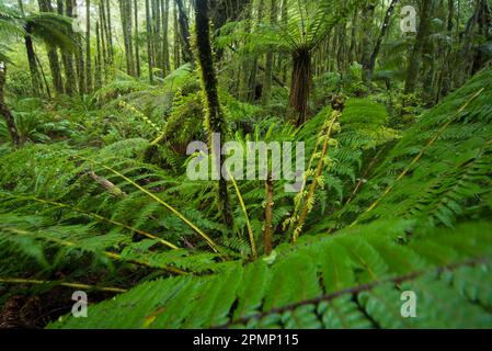 Silberbaumfarn (Alsophila dealbata oder Cyathea dealbata), Ponga in Maouri, eine Art mittelgroßer Baumfarn, endemisch in Neuseeland; Neuseeland Stockfoto