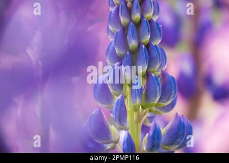 Langlinsen-Makroaufnahme von Lupinen (Lupinus) in Blüte; Südinsel, Neuseeland Stockfoto