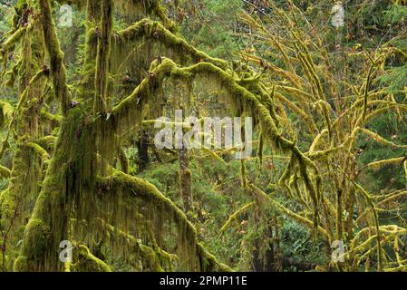 Moosbedeckte Bäume im Hall of Mosses Trail im Hoh Rainforest des Olympic National Park, Washington, USA; Washington, USA Stockfoto
