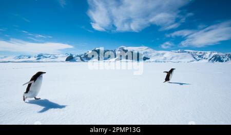 Adelie-Pinguine auf dem Eis in der Antarktis; Antarktis Stockfoto