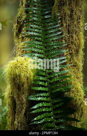 Nahaufnahme eines Farnwedes auf einem moosbedeckten Baum im Hall of Mosses Trail im Hoh Rainforest des Olympic National Park, Washington, USA Stockfoto