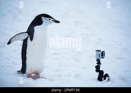 Kinnrappepinguin (Pygoscelis antarcticus) untersucht eine Kamera; Half Moon Island, Antarktis Stockfoto