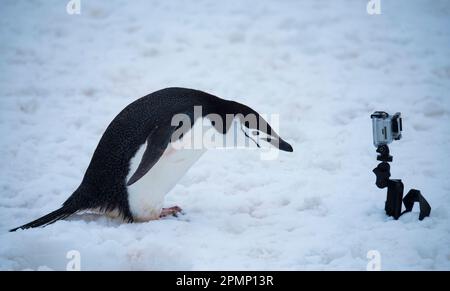 Kinnrappepinguin (Pygoscelis antarcticus) untersucht eine Kamera; Half Moon Island, Antarktis Stockfoto