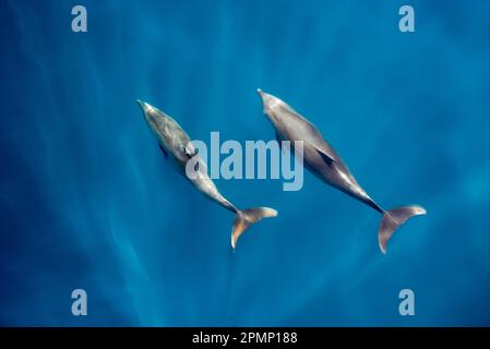 Zwei große Tümmler (Tursiops truncatus) Bogenreiten; Baja California, Mexiko Stockfoto