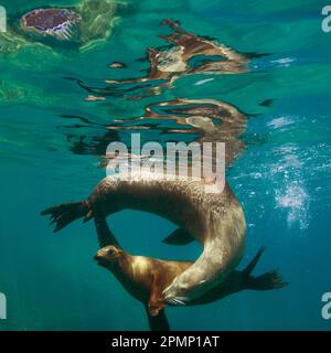 Seelöwen spielen im blauen Meer, vor Isla Los Islotes; Baja California, Mexiko Stockfoto