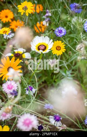 Blumen auf einer Wiese, Superblumen Stockfoto