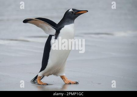 Gentoo-Pinguin (Pygoscelis papua) spaziert über nassen Sand; Carcass Island, Falklandinseln Stockfoto