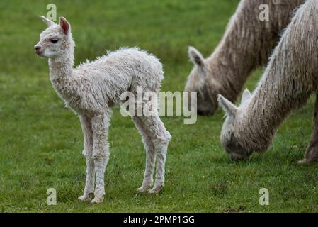 Junge Lamas stehen mit weidenden erwachsenen Lamas (Lama glama); Cusco, Saksaywaman, Peru Stockfoto