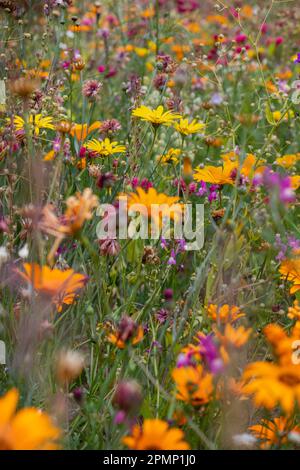 Blumen auf einer Wiese, Superblumen Stockfoto